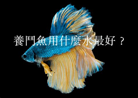 家裡可以養鬥魚嗎|【家裡可以養鬥魚嗎】家裡可以養鬥魚嗎？鬥魚對風水有哪些影。